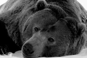 Łowcy pozostali, by umrzeć niedźwiedzie z beczką na głowie. Wideo Łowcy pozostali, by umrzeć niedźwiedzie z beczką na głowie. Wideo